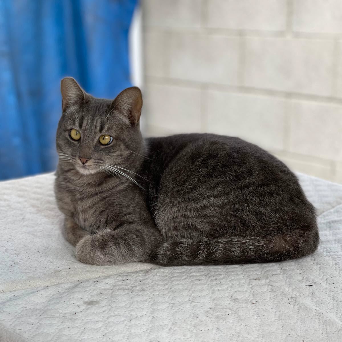 Ash the Cat - Available for Adoption in Valley Village, CA 91607