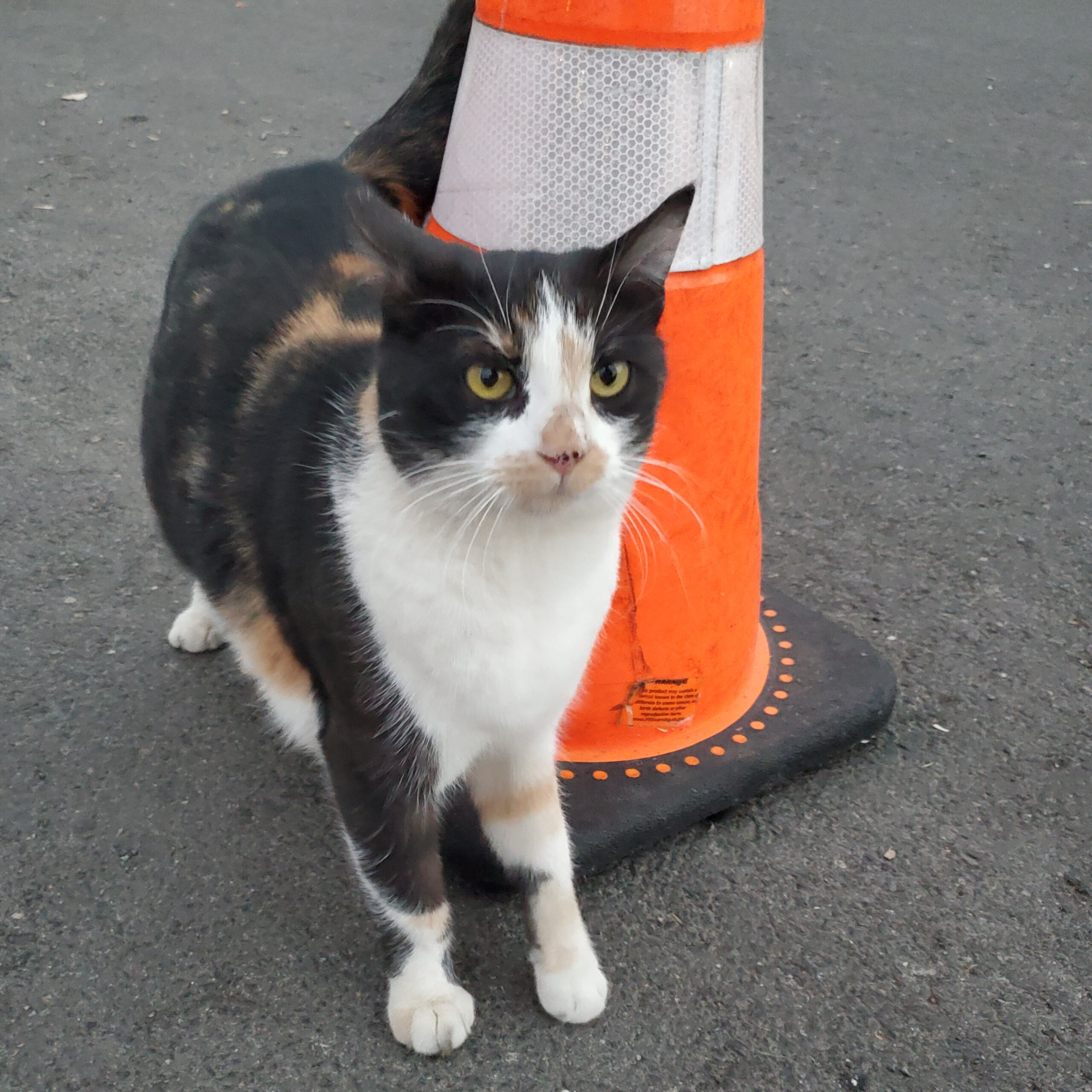 Cali the Cat - Available for Adoption in Valley Village, CA 91607