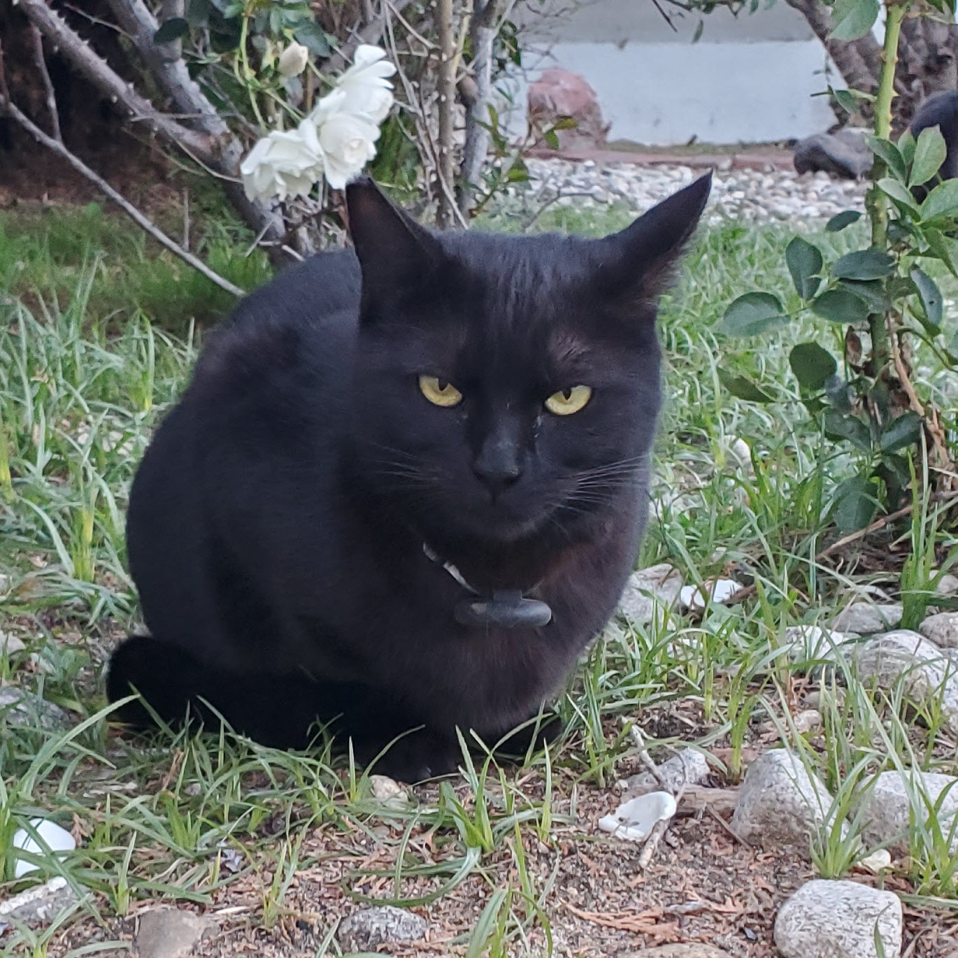 Mort the Cat - Adopted