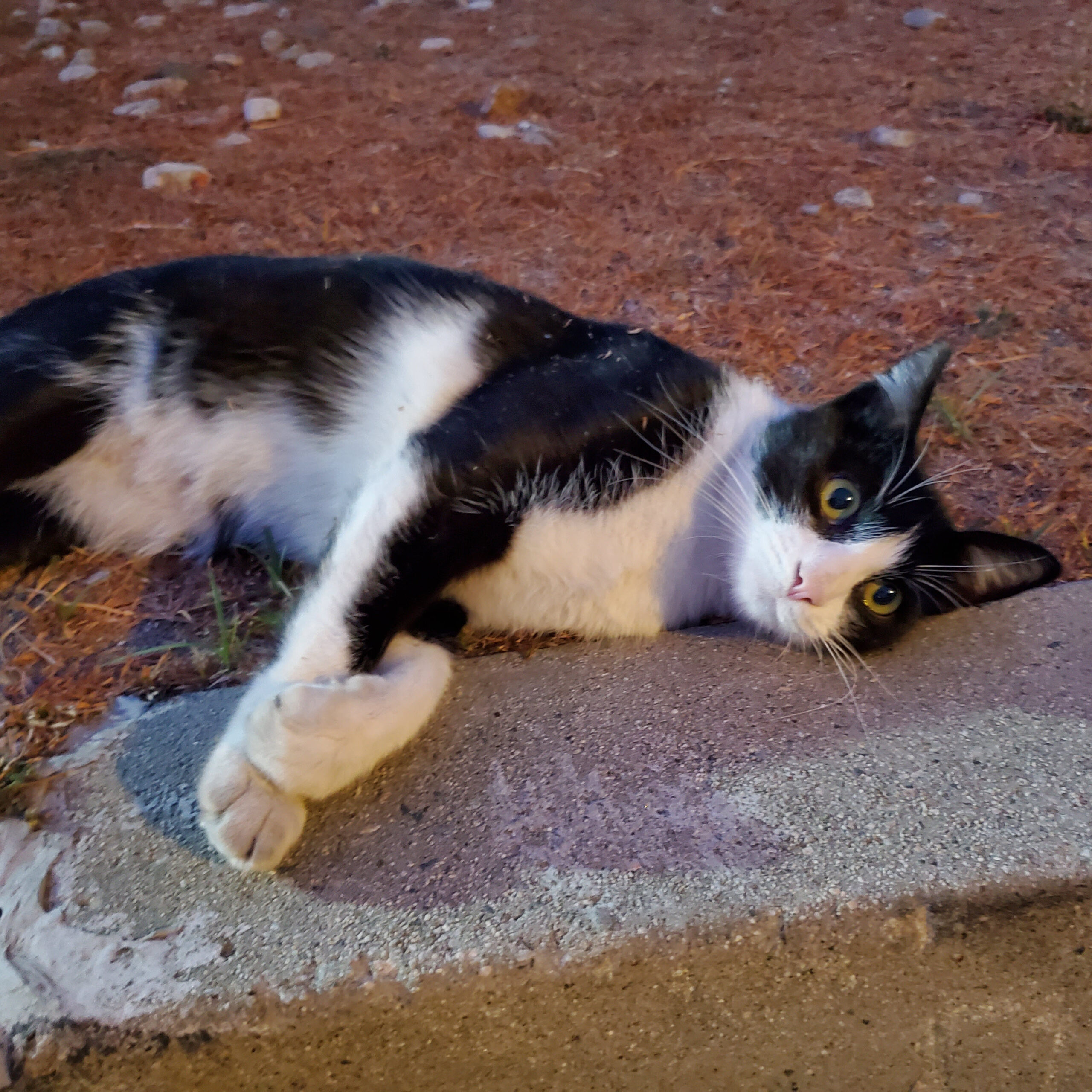 Papa the Cat - Available for Adoption in Valley Village, CA 91607