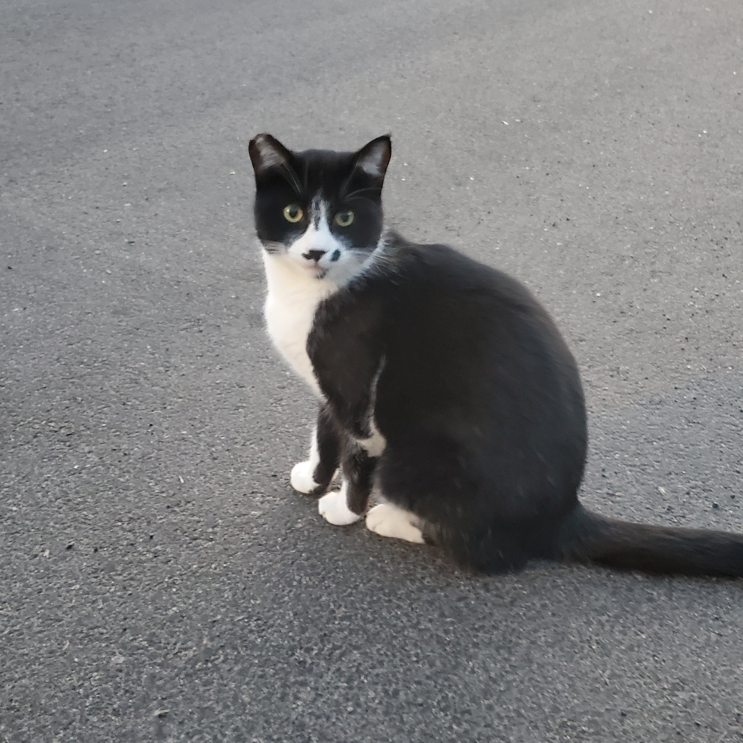 Smudge the Cat - Available for Adoption in Valley Village, CA 91607
