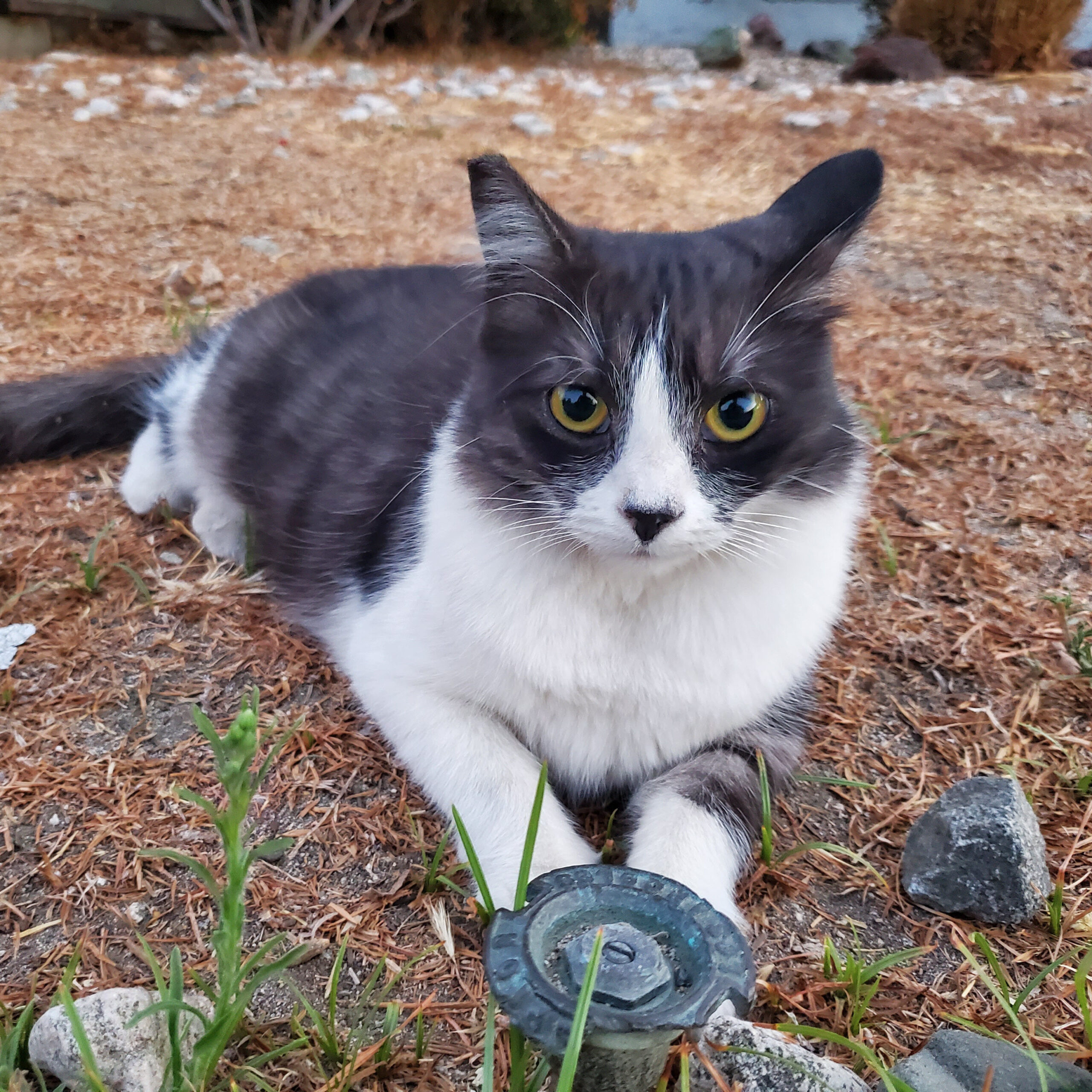 Tom the Cat - Available for Adoption in Valley Village, CA 91607
