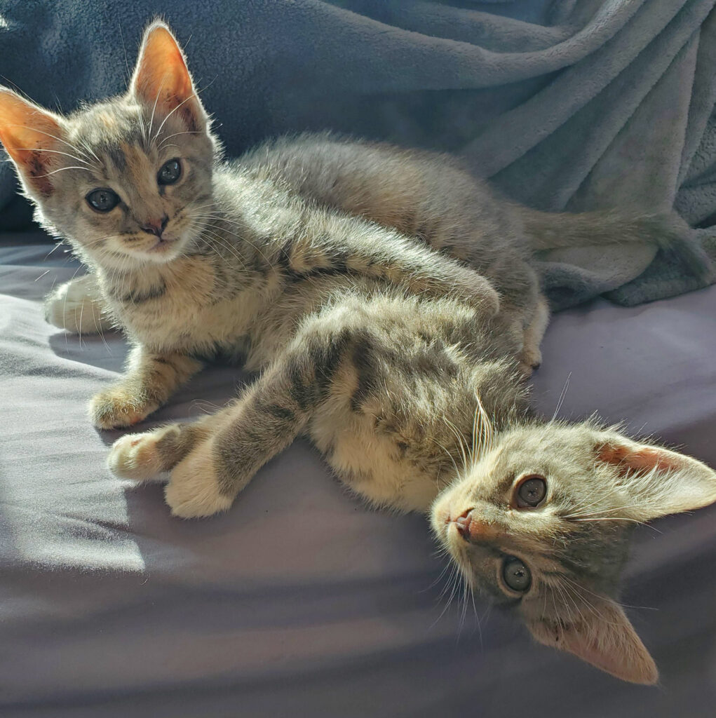 Kittens Available for Adoption